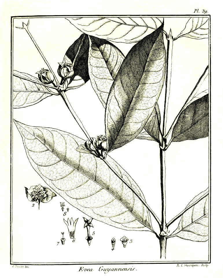 Evea guianensis Aublet 1775 pl 39