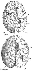 Evidence as to Man's Place in Nature page 121