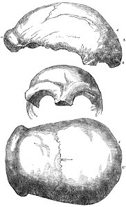 Evidence as to Man's Place in Nature page 161