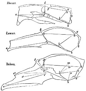 Evidence as to Man's Place in Nature page 172