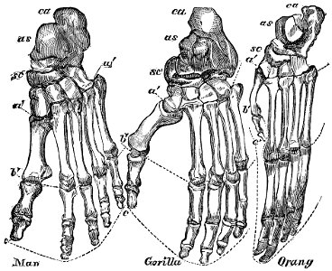 Evidence as to Man's Place in Nature page 110