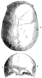 Evidence as to Man's Place in Nature page 147