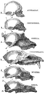 Evidence as to Man's Place in Nature page 96