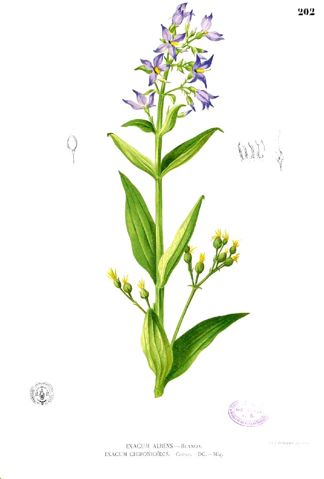 Exacum tetragonum Blanco1.202