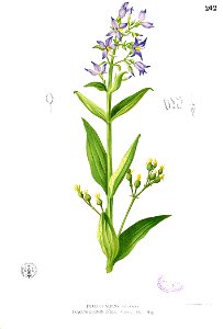 Exacum tetragonum Blanco1.202