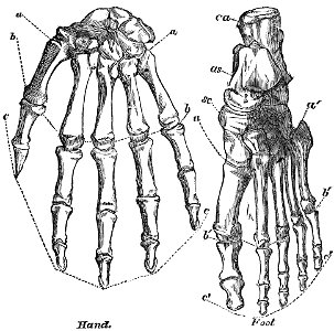 Evidence as to Man's Place in Nature page 104