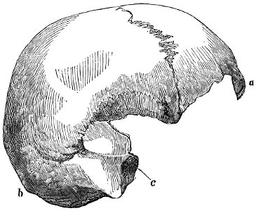 Evidence as to Man's Place in Nature page 140