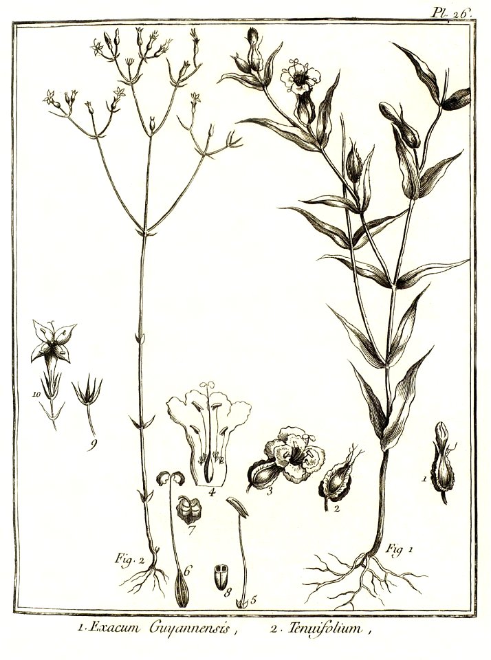 Exacum guyannensis, tenuifolium Aublet 1775 pl 26