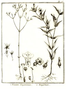 Exacum guyannensis, tenuifolium Aublet 1775 pl 26