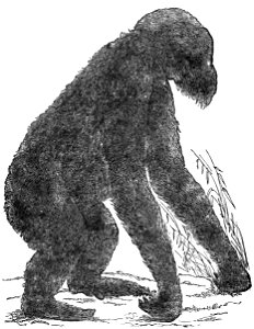Evidence as to Man's Place in Nature page 44