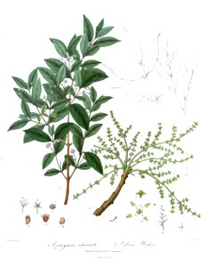 EvonymusOdinaRoyle