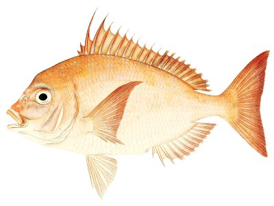 Evynnis cardinalis