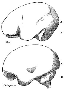 Evidence as to Man's Place in Nature page 117