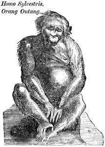 Evidence as to Man's Place in Nature page 16