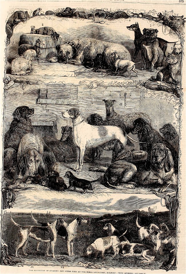 Exhibition of Sporting and Other Dogs at the Horse Repository, Holborn - ILN 1861
