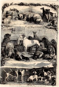 Exhibition of Sporting and Other Dogs at the Horse Repository, Holborn - ILN 1861. Free illustration for personal and commercial use.