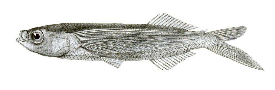 Exocoetus evolans Mintern 120