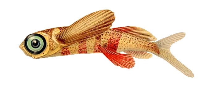 Exocoetus