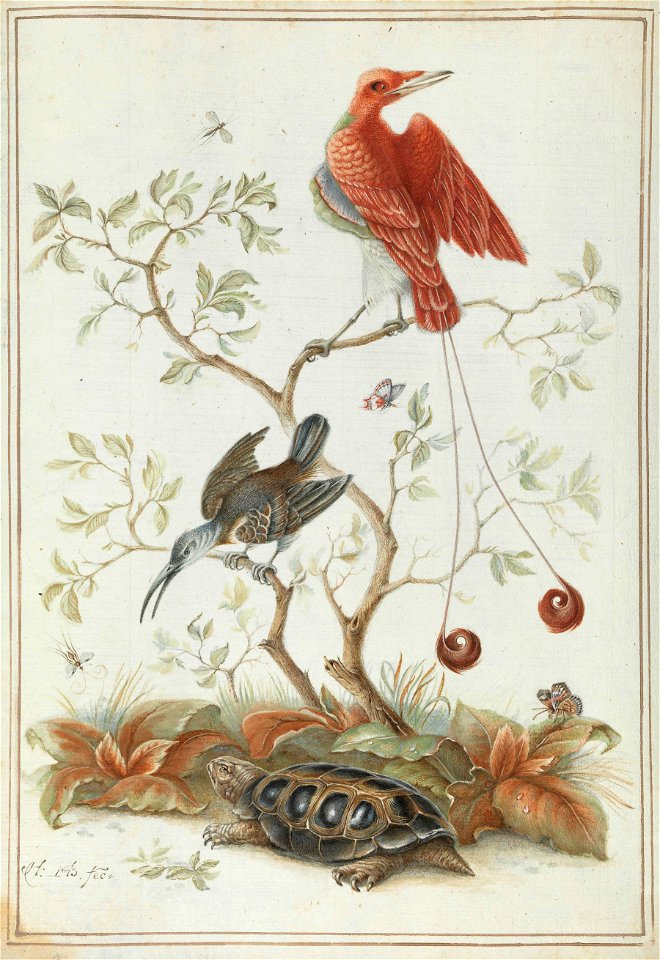 Exotische Vögel mit Schildkröte