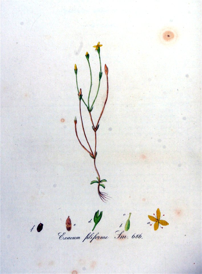 Exacum filiforme — Flora Batava — Volume v9