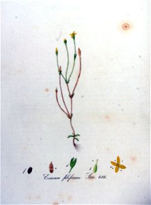 Exacum filiforme — Flora Batava — Volume v9