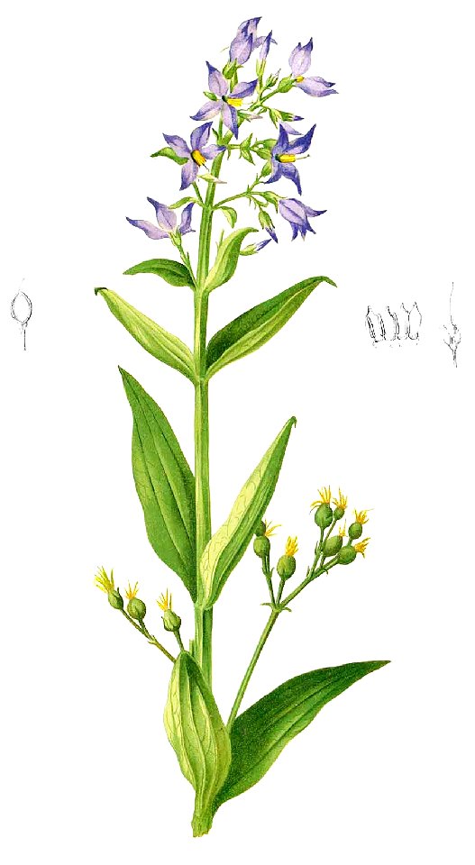 Exacum tetragonum Blanco1.202-cropped