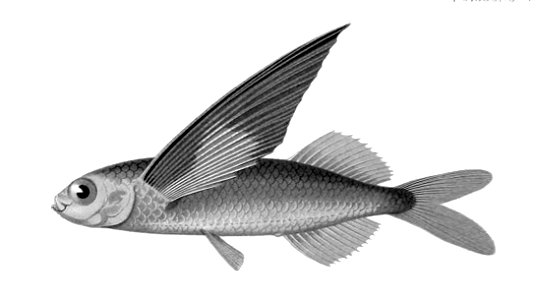 Exocoetus obtusirostris