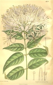 Exostemma subcordatum 135-8274