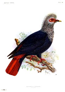 Extinctbirdsatte00roth 0325a