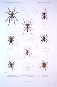 F de Castelnau-arachnidesPl01