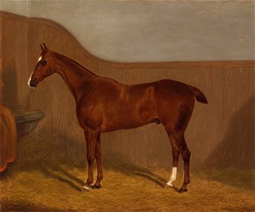 F Clifton Pferdeportrait 4 1883