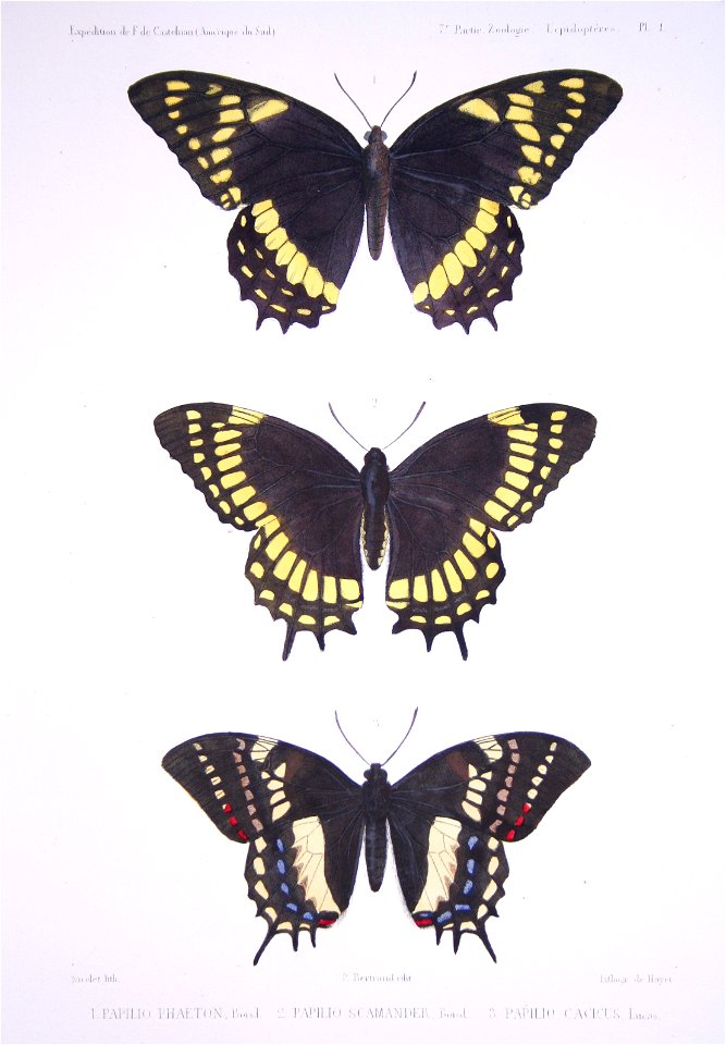 F de Castelnau-insectesPl01