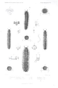 F de Castelnau-myriapodesPl01