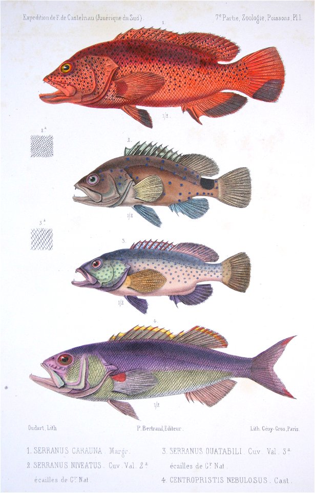 F de Castelnau-poissonsPl01