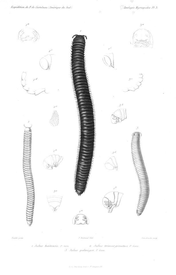 F de Castelnau-myriapodesPl03