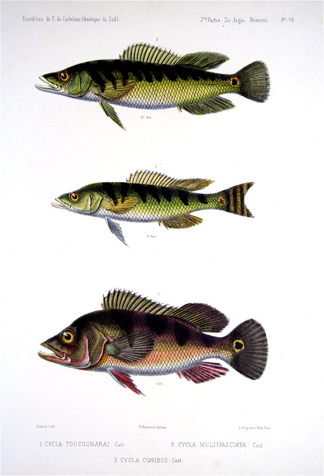 F de Castelnau-poissonsPl10