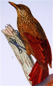 F de Castelnau-oiseauxPl13 (Xiphorhynchus guttatus). Free illustration for personal and commercial use.