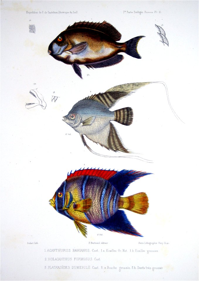F de Castelnau-poissonsPl11