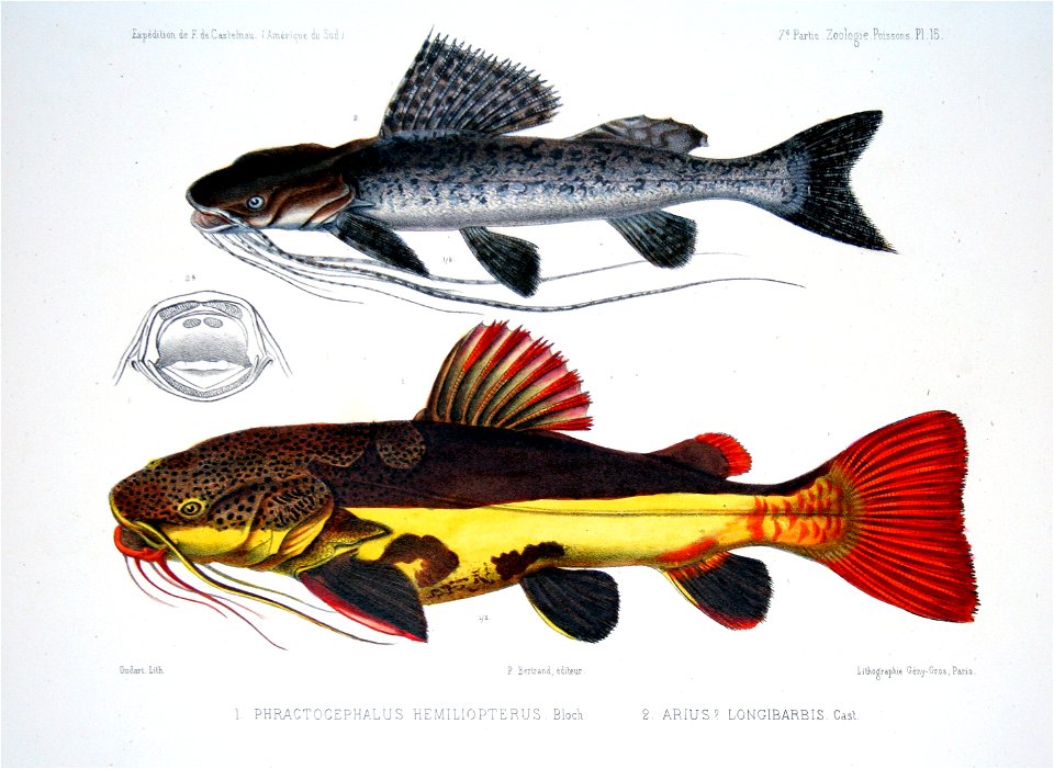 F de Castelnau-poissonsPl15
