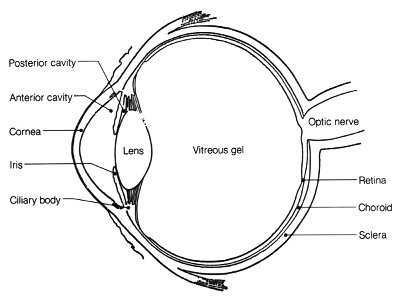Eye (1)