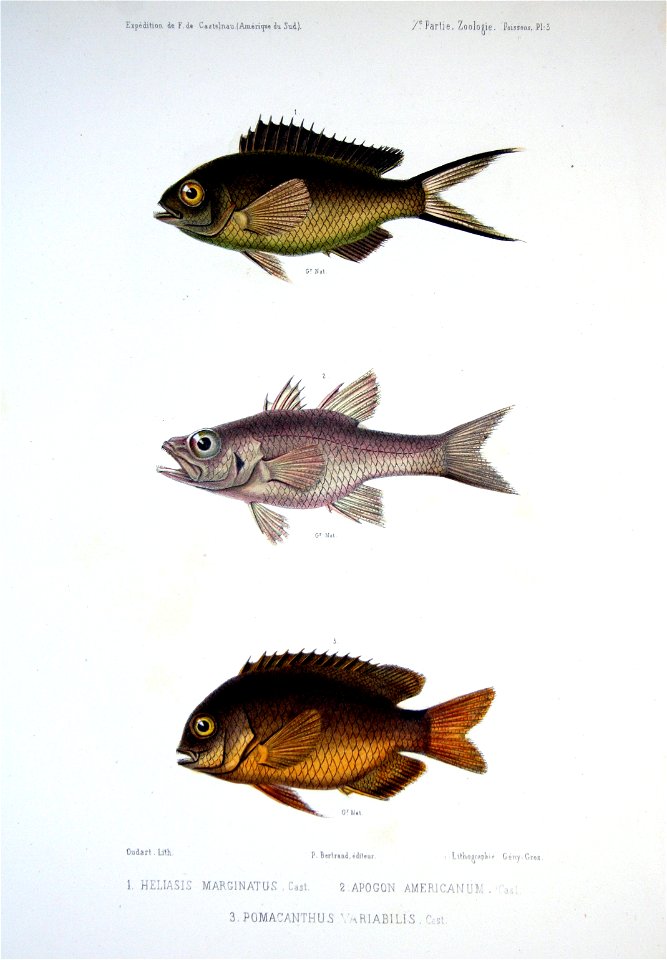 F de Castelnau-poissonsPl03