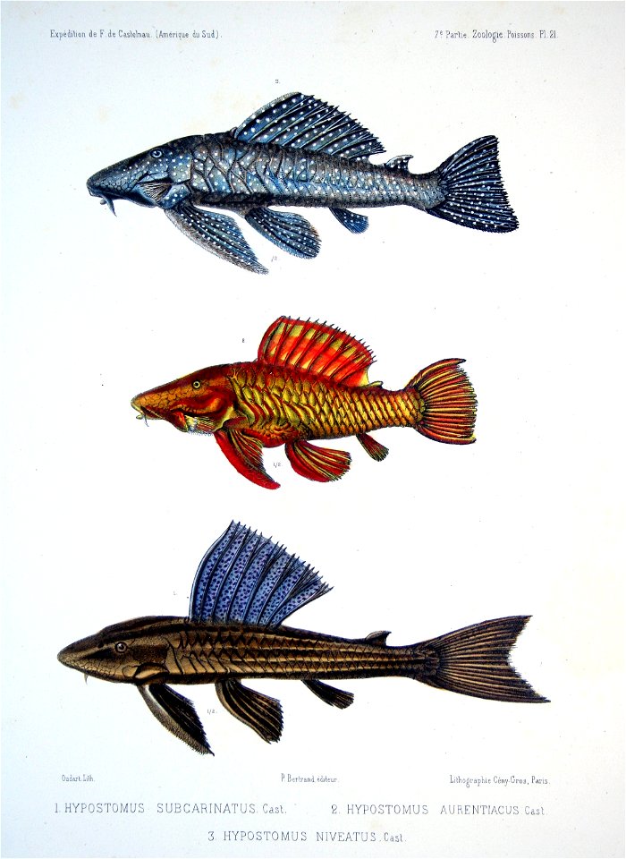 F de Castelnau-poissonsPl21
