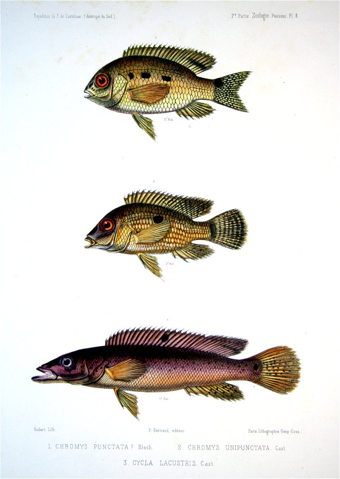 F de Castelnau-poissonsPl08