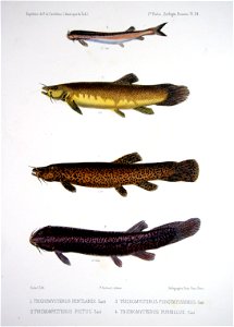 F de Castelnau-poissonsPl24