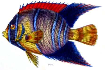 F de Castelnau-poissonsPl11 (Holacanthus ciliaris)