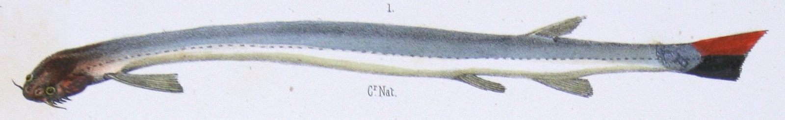 F de Castelnau-poissonsPl28 (Vandellia cirrhosa-1)