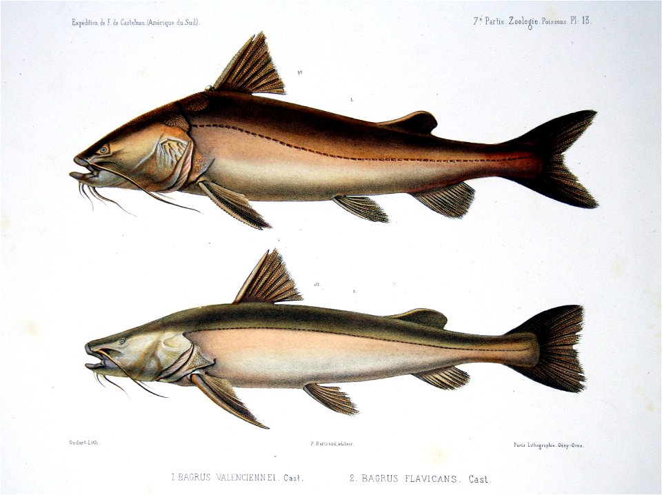 F de Castelnau-poissonsPl13