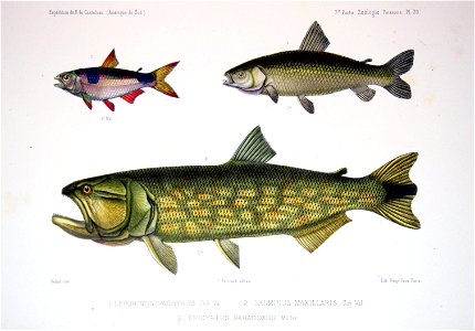 F de Castelnau-poissonsPl30
