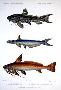 F de Castelnau-poissonsPl17