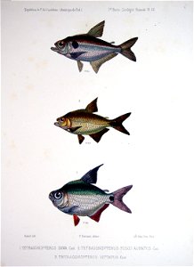 F de Castelnau-poissonsPl33